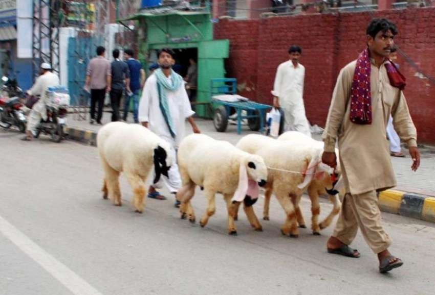 راولپنڈی: عید قربان کے لیے ایک شخص بازار میں گھوم پھر کر ..