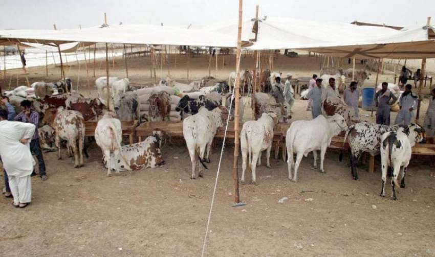 کراچی: سپر ہائی وے پر ایشیا کی سب سے بڑی مویشی منڈی میں قربانی ..