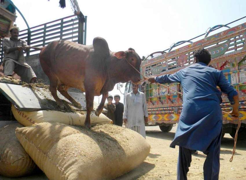 راولپنڈی: عید قرباں کے لیے لائے گئے قربانی کے بیل کو منڈی ..