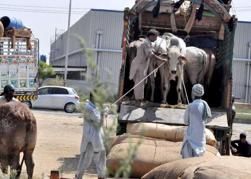 راولپنڈی: عید قرباں کے لیے لائے گئے قربانی کے کے جانور منڈی ..