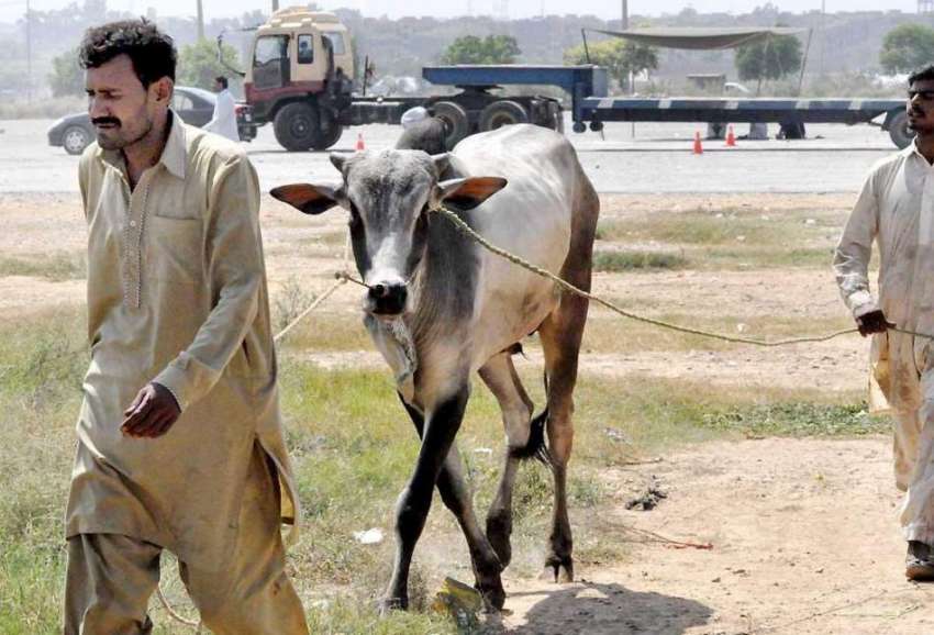 راولپنڈی: بپاری عید قرباں کے لیے بیل منڈی مویشیاں لے جا رہا ..