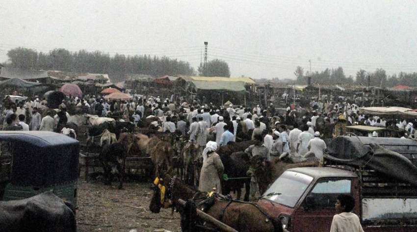 پشاور: صوبائی دارالحکومت میں لگائی گئی منڈی مویشیاں میں ..