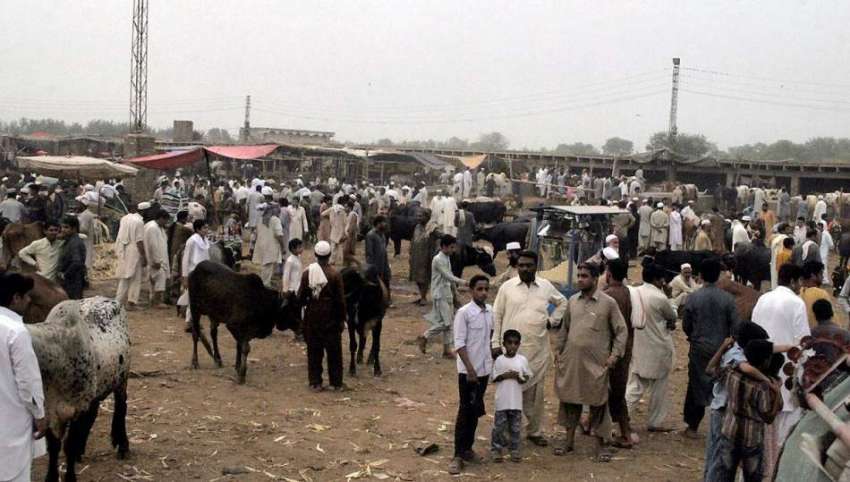 پشاور: صوبائی دارالحکومت میں لگائی گئی منڈی مویشیاں میں ..