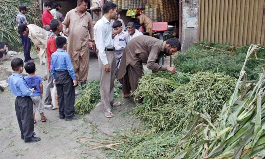 لاہور: دکاندار قربانی کے جانوروں کے لیے چارہ فروخت کررہا ..