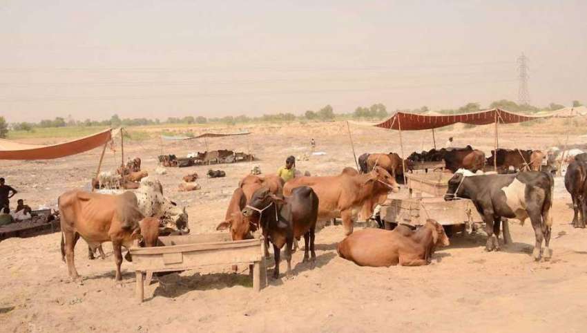 فیصل آباد: عید قرباں کے لیے لائے گئے جانور بائی پاس مویشی ..