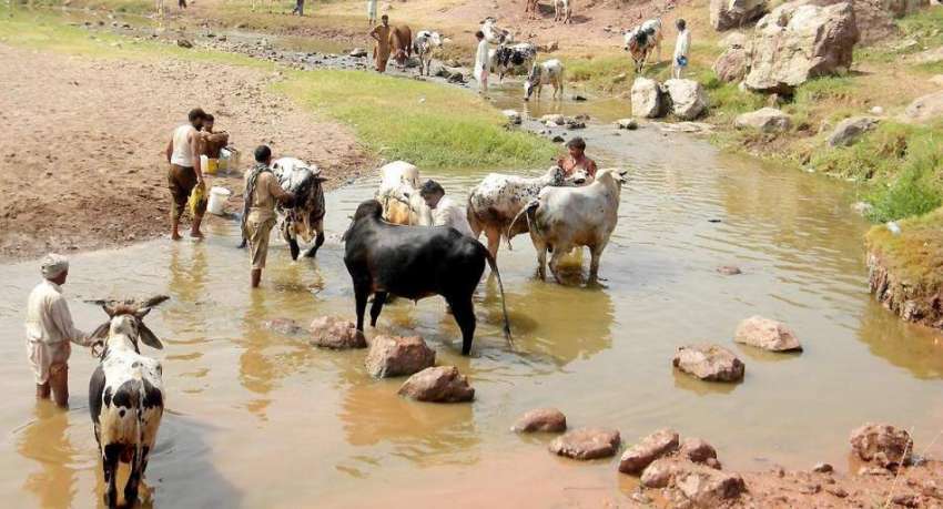 راولپنڈی: آئی الیون منڈی مویشیاں میں لائے گئے قربانی کے ..