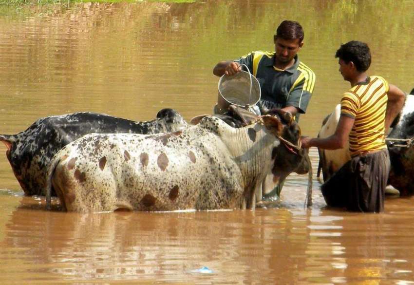 راولپنڈی: آئی الیون منڈی مویشیاں میں لائے گئے قربانی کے ..