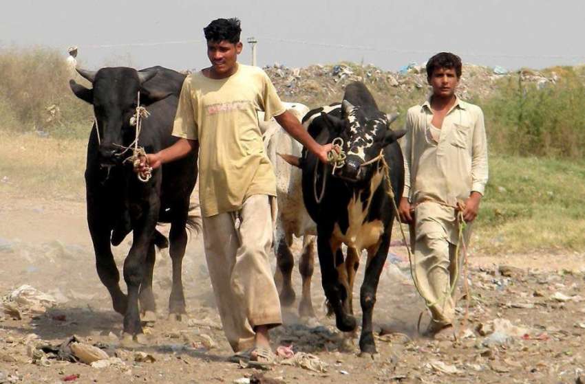 راولپنڈی: بپاری قربانی کے جانور فروخت کے لیے منڈی مویشیاں ..
