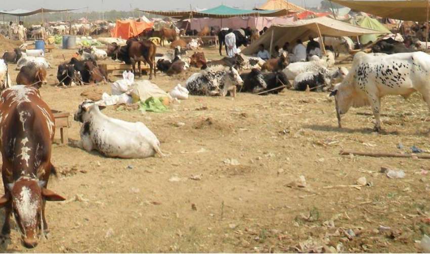 راولپنڈی: آئی الیون منڈی مویشیاں میں عید قرباں کے لیے لائے ..