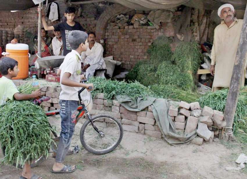 لاہور: دو بچے سائیکل پر قربانی کے جانور کے لیے چارہ خرید ..