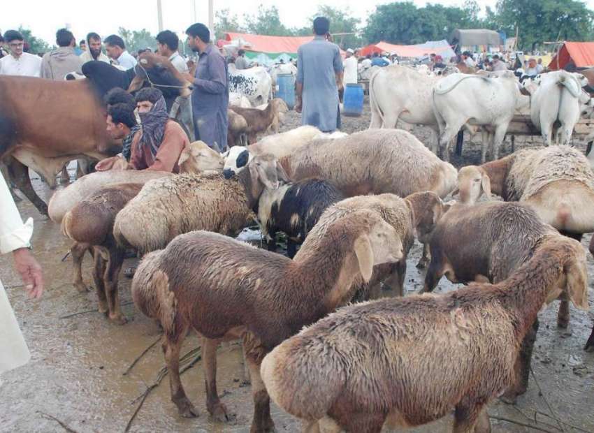 اسلام آباد: ایف الیون کی مویشی منڈی میں قربانی کے جانور فروخت ..