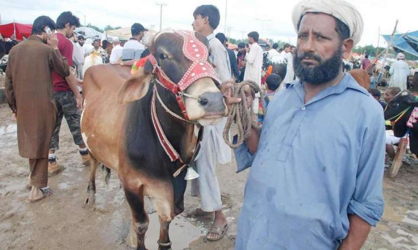 اسلام آباد: ایف الیون کی مویشی منڈی میں ایک بپاری اپنا بیل ..