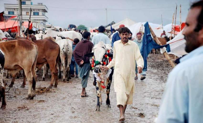 اسلام آباد: بارش کے بعد ایف الیون میں لگائی گئی منڈی مویشیاں ..