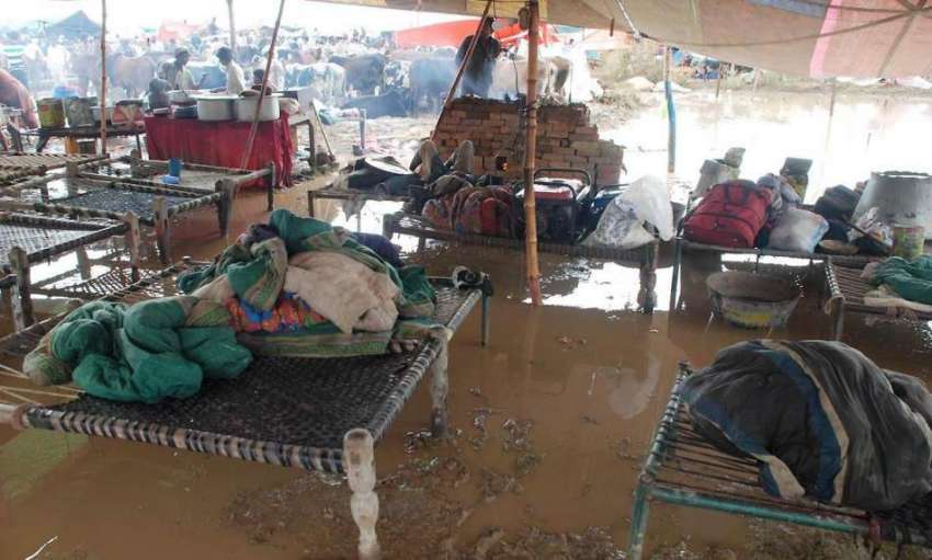اسلام آباد: بارش کے بعد ایف الیون میں لگائی گئی مویشی منڈی ..