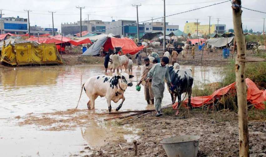 اسلام آباد: بارش کے بعد وفاقی دارالحکومت میں لگائی گئی منڈی ..