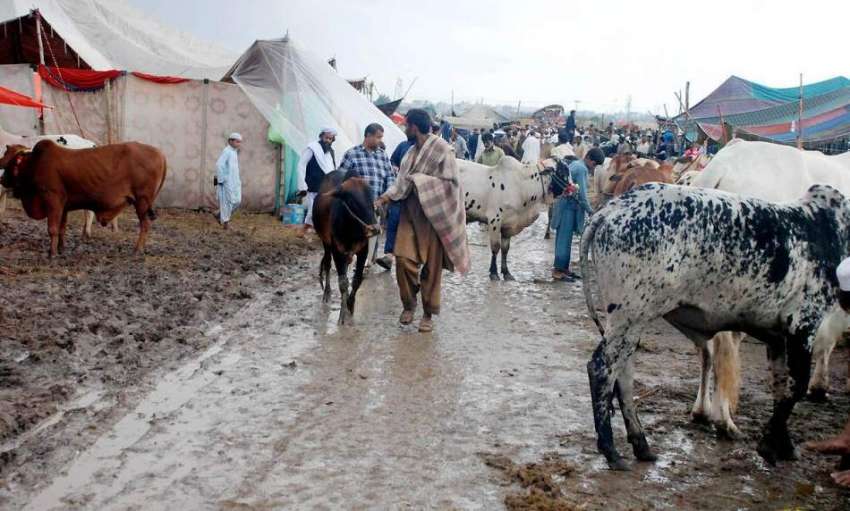 اسلام آباد: ایف الیون کی موشی منڈی میں قربانی کے جانور فروخت ..