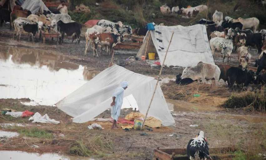 اسلام آباد: ایف الیون کی مویشی منڈی میں بارش کے بعد کا منظر۔