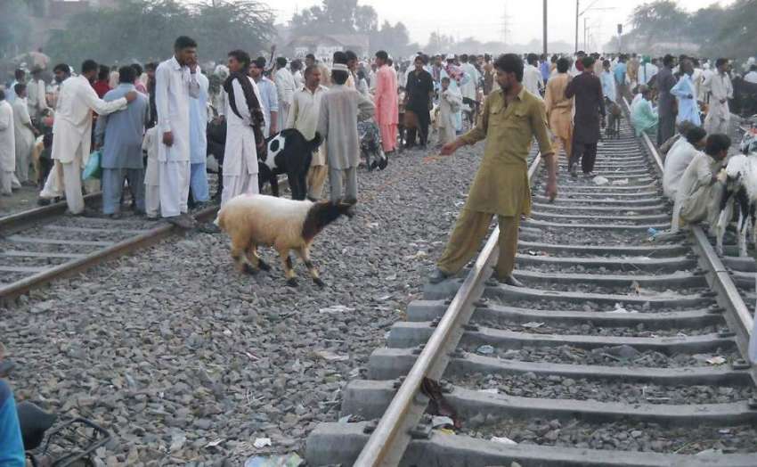 رائے ونڈ: ریلوے یارڈ میں لوگوں کی بڑی تعداد قربانی کے جانور ..
