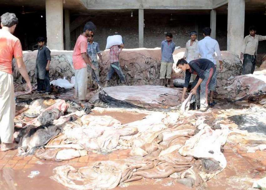 فیصل آباد: مدن پورہ کے علاقہ میں قربانی کے جانوروں کی کھالوں ..