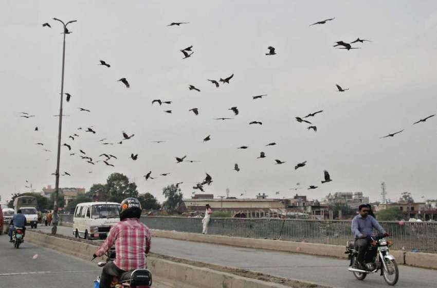 لاہور: پرندے صدقے کا گوشت پکڑنے کے لیے آسمان پر محوپرواز ..
