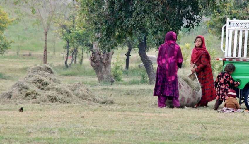 راولپنڈی: خانہ بدوش افغان خواتین سبزہ زار کا کٹا ہوا گھاس ..