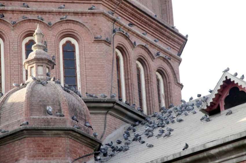 لاہور: تاریخی سینٹ انتھونی سکول کی چھت پر کبوتروں کا جھنڈ ..