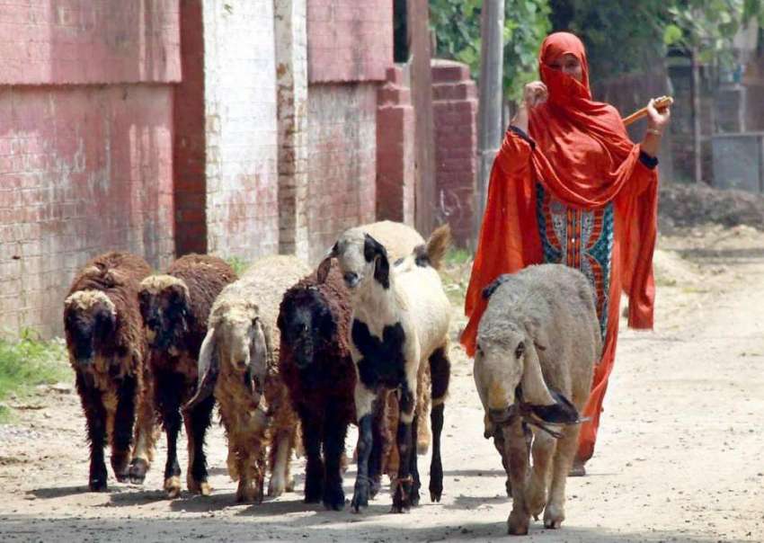 لاہور: ایک خاتون بکریوں کے ریوڑ کو چرانے کے لیے لیجا رہی ..