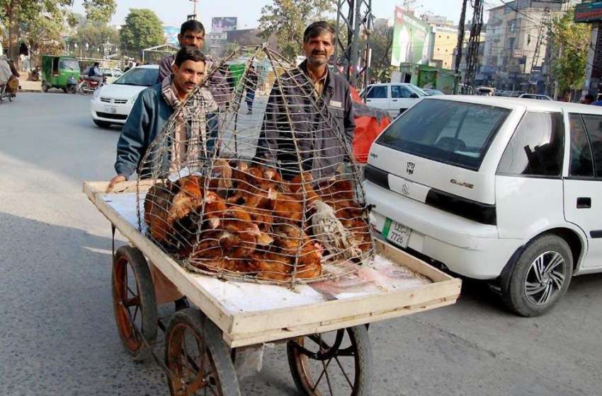 راولپنڈی: ایک شخص دیسی مرغیاں فروخت کے لیے مارکیٹ لیجا رہا ..