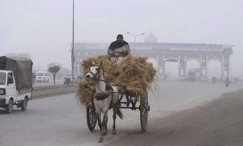 لاہور:ایک شخص ریڑھے پر جانوروں کا چار ہ لے کر رجا رہا ہے۔