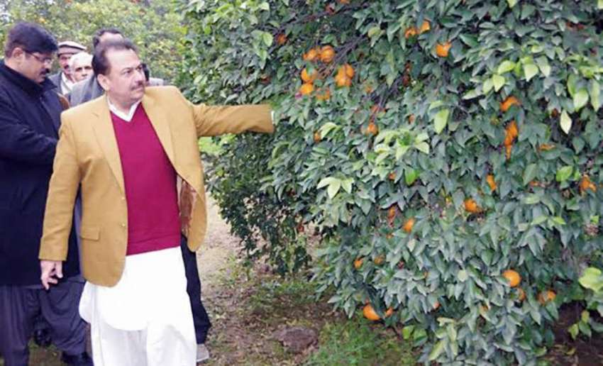 لاہور: صوبائی وزیر زراعت ڈاکٹر فرخ جاوید کینو کے باغات کا ..