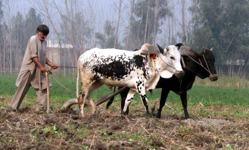 پشاور: کسان دو بیلوں کے ذریعے کھیتوں میں ہل چلا رہا ہے۔