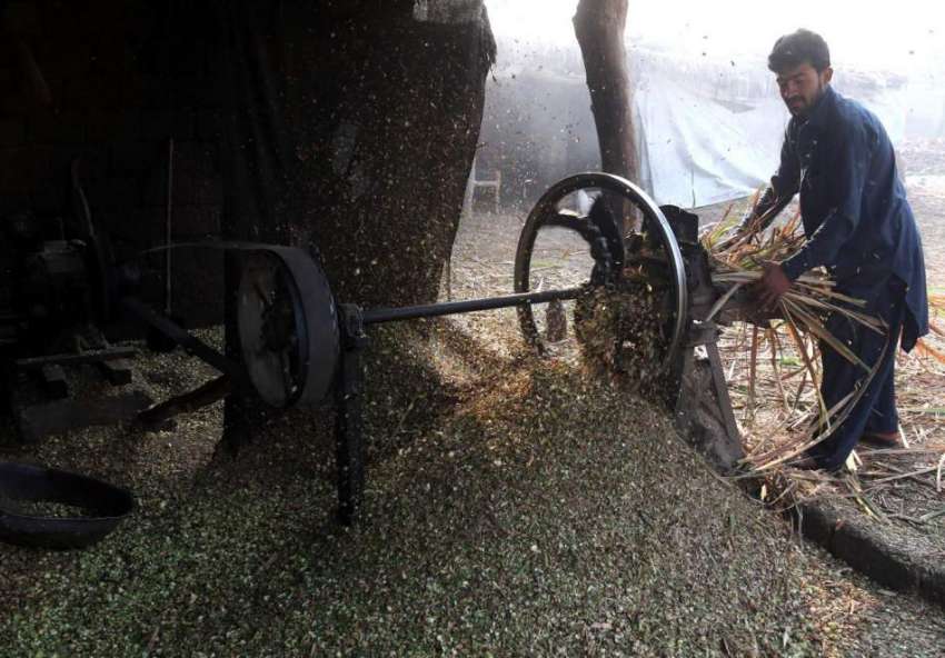 پشاور: ایک محنت کش گائے، بھینسوں کا چارہ تیار کرر ہا ہے۔
