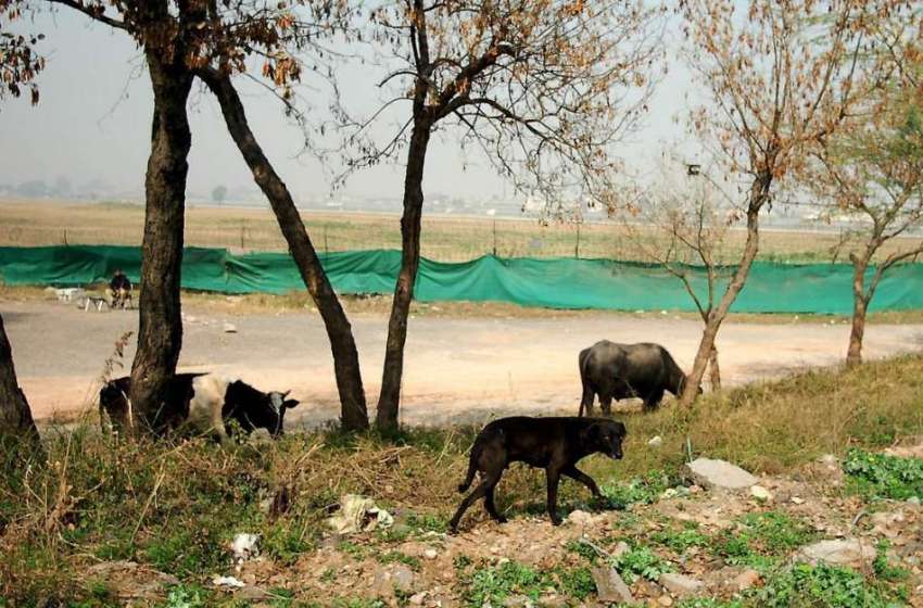 راولپنڈی: بینظیر ائیر پورٹ رن وے کے قریب جانور گھوم رہے ہیں ..