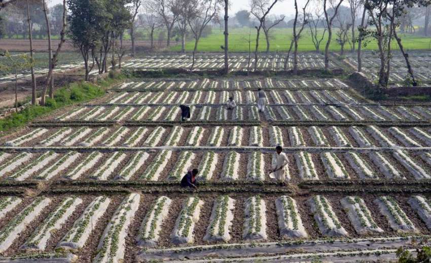 لاہور: کسان اسٹرابری کی فصل میں کام کر رہے ہیں۔