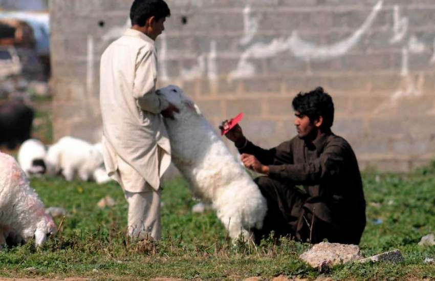راولپنڈی: نواحی دیہات میں ایک چرواہا دنبے کی کھال صاف کرنے ..