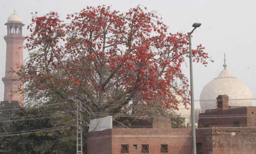 لاہور: بادشاہی مسجد کے قریب ایک درخت پر کھلی کونپلیں موسم ..