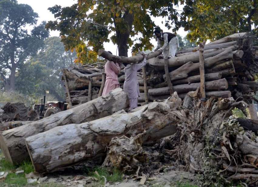 لاہور: ناصر باغ میں پی اچ اے کے ملازم پرانے درخت کاٹ کر ٹرالی ..
