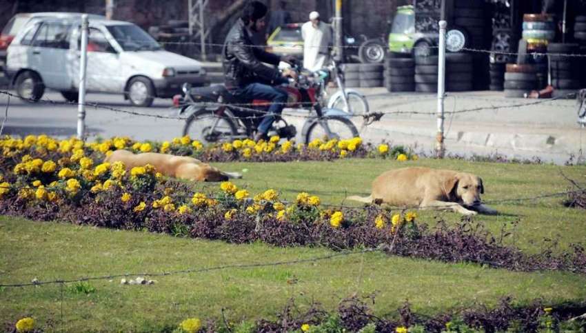 راولپنڈی: مری روڈ کنارے سبزہ زار پر آوارہ کتے آرام کر رہے ..
