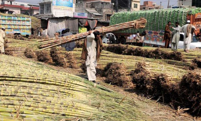 راولپنڈی: گنا مارکیٹ میں مزدور کام میں مصروف ہیں۔