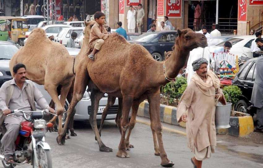 راولپنڈی: اونٹنی کا دودھ فروخت کرنیوالا ایک خانہ بدوش مری ..