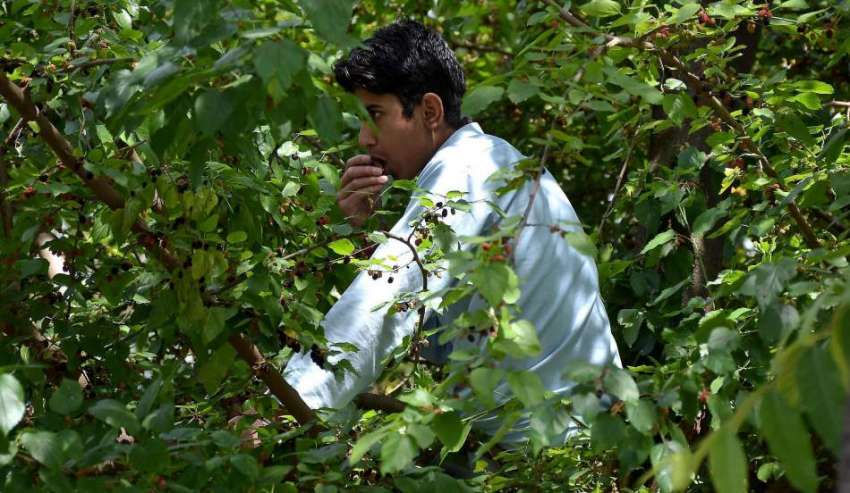 اسلام آباد: ایک لڑکا درخت سے شہتوت اتار کر کھا رہا ہے۔