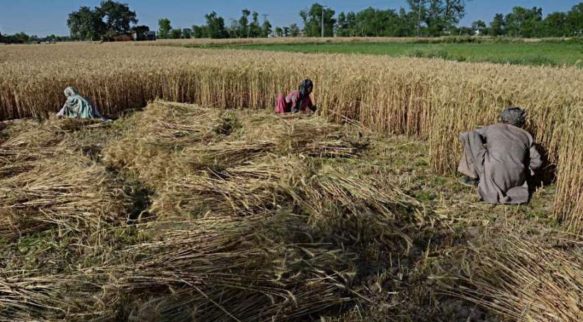 لاہور: محنت کش مزدور گندم کے کھیت میں گندم کی کٹائی کر رہے ..