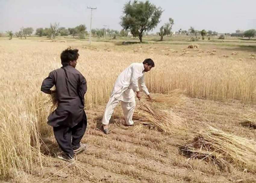 شکر گڑھ: نواحی دیہات میں کسان گندم کی کٹائی میں مصرف ہیں۔