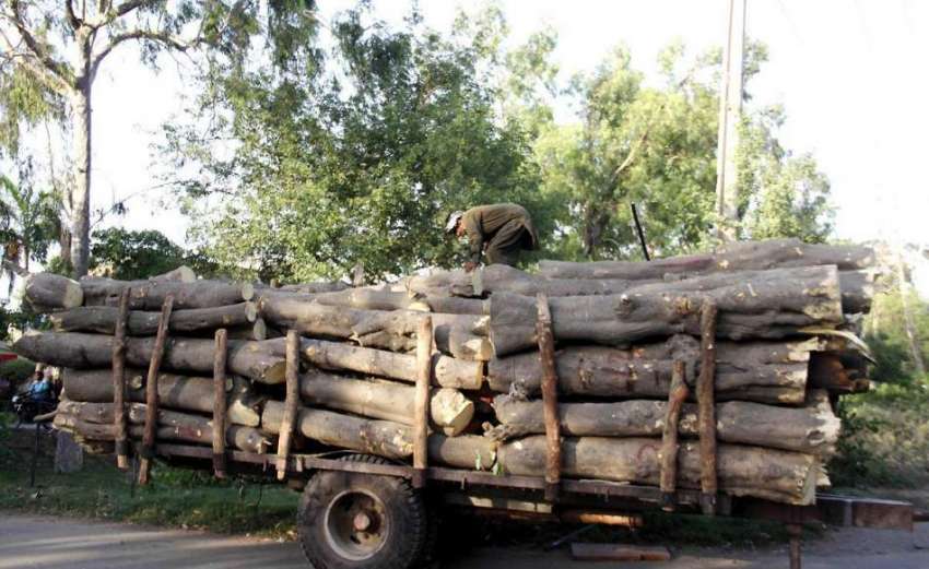 لاہور: کینال روڈ سے کاٹے گئے درخت ٹرالے پر رکھے جا رہے ہیں۔
