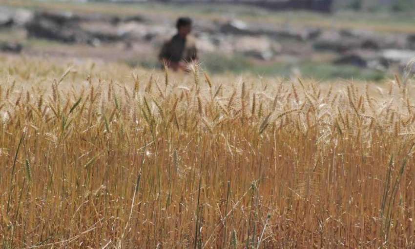 راولپنڈی: نواحی دیہات میں ایک کسان کندم کی فصل کاٹ رہا ہے۔