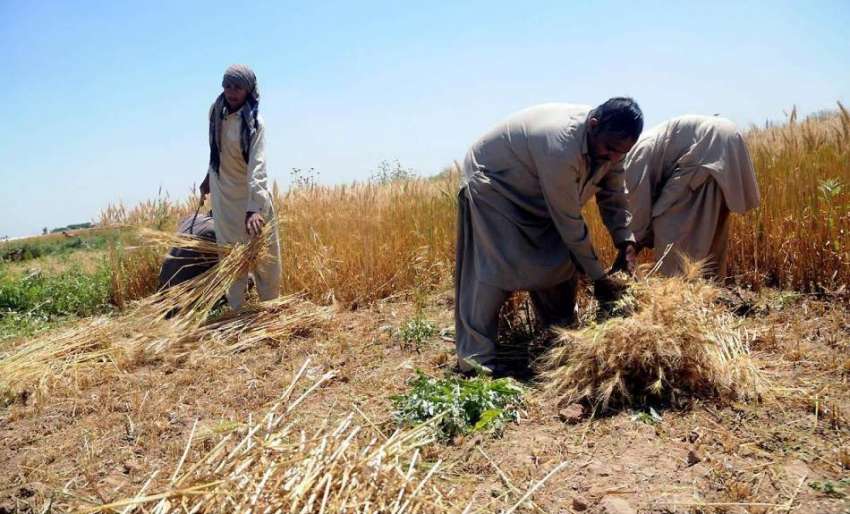 راولپنڈی: نواحی دیہات میں ایک کسان کندم کی فصل کاٹ رہے ہیں۔
