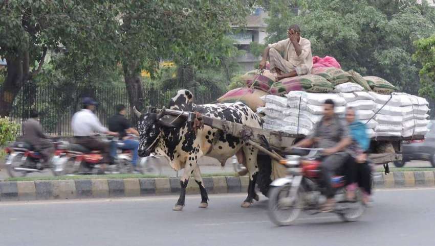 لاہور: ایک محنت کش بیل گاڑی پربھاری سامان لادھے جا رہا ہے۔