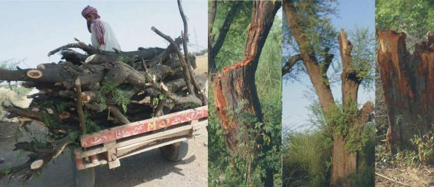 کسووال: درختوں کی حفاظت پر مامور اہلکاروں کی جانب سے چوری ..