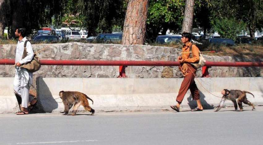 اسلام آباد: دو مداری اپنے بندروں کے ہمراہ روزی روٹی کی تلاش ..