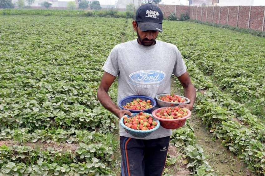 لاہور: نواحی دیہات میں کسان کھیت سے سٹابری چننے کے بعد پیکنگ ..